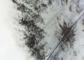 Field Study I Close-up of iron shavings dispersed across a pale surface, showing magnetic field patterns and clustered attraction
